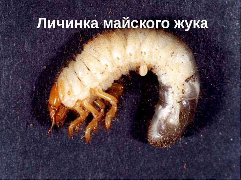 Личинка майского жука