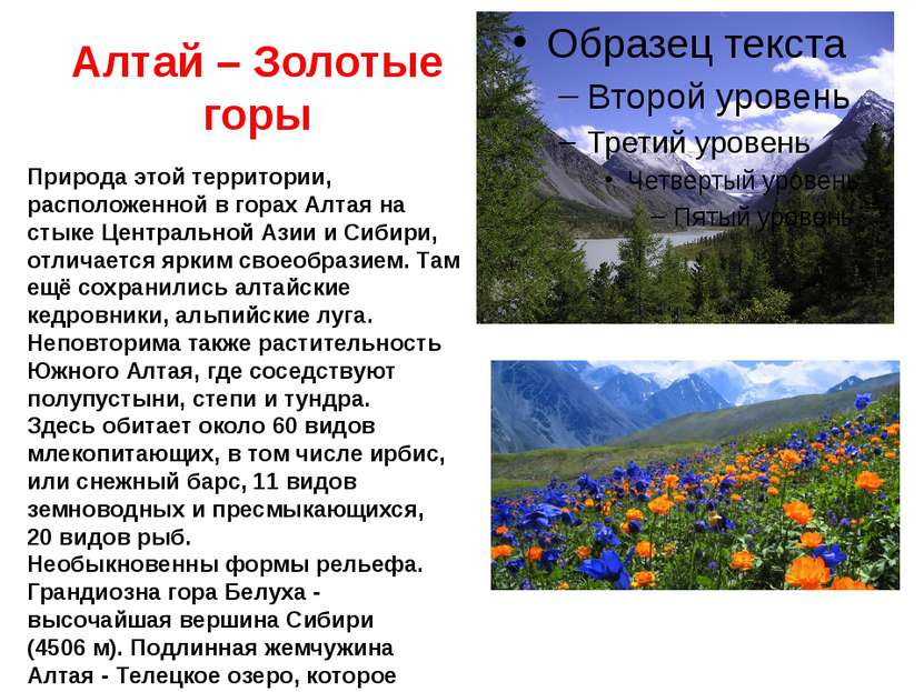 Алтай – Золотые горы Природа этой территории, расположенной в горах Алтая на ...