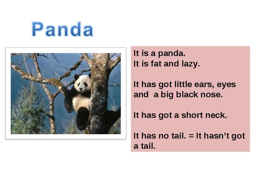 Это панда. Она толстая и ленивая. Она имеет маленькие черные ушки, глаза и но...