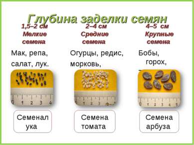 Глубина заделки семян 1,5–2 см Мелкие семена Мак, репа, салат, лук. 2–4 см Ср...