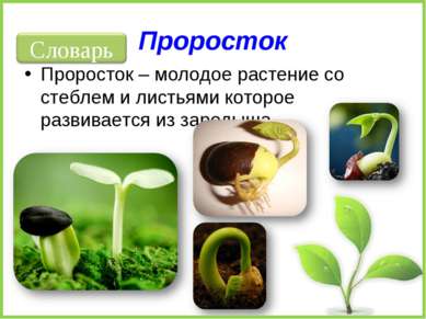 Проросток Проросток – молодое растение со стеблем и листьями которое развивае...