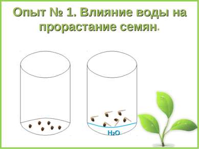 Опыт № 1. Влияние воды на прорастание семян. Н2О