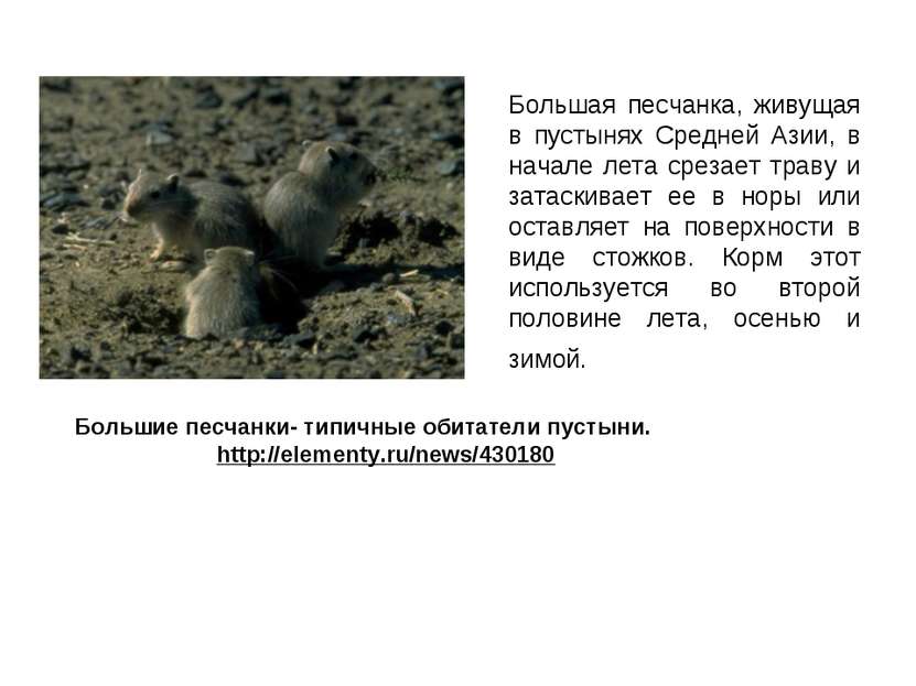 Большая песчанка, живущая в пустынях Средней Азии, в начале лета срезает трав...