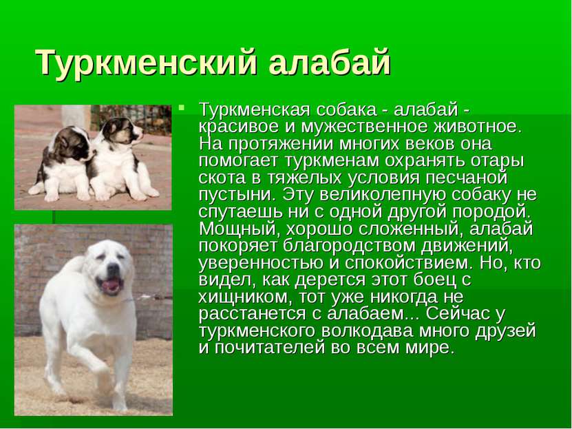 Туркменский алабай Туркменская собака - алабай - красивое и мужественное живо...