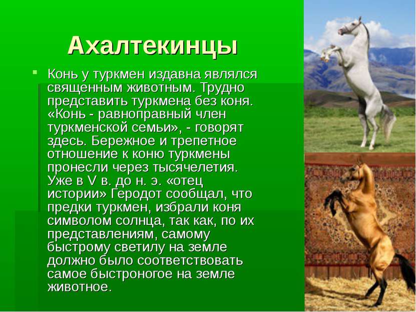 Ахалтекинцы Конь у туркмен издавна являлся священным животным. Трудно предста...