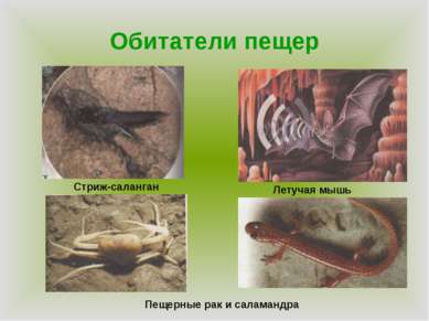 Обитатели пещер Стриж-саланган Летучая мышь Пещерные рак и саламандра