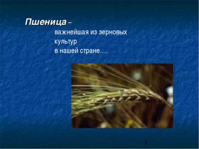 Пшеница – важнейшая из зерновых культур в нашей стране….