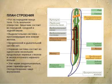 ПЛАН СТРОЕНИЯ Рот на переднем конце тела. Есть анальное отверстие. Кишечник с...