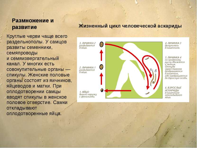 Размножение и развитие Круглые черви чаще всего раздельнополы. У самцов разви...