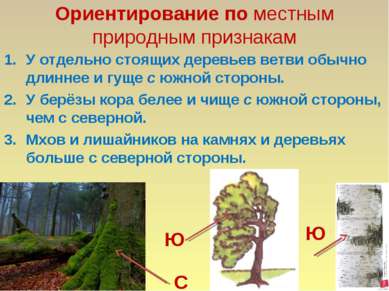 Ориентирование по местным природным признакам У отдельно стоящих деревьев вет...