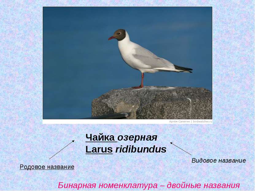 Чайка озерная Larus ridibundus Родовое название Видовое название Бинарная ном...