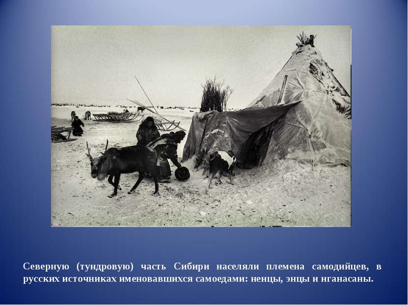 Северную (тундровую) часть Сибири населяли племена самодийцев, в русских исто...