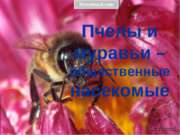 Пчелы и муравьи - общественные насекомые