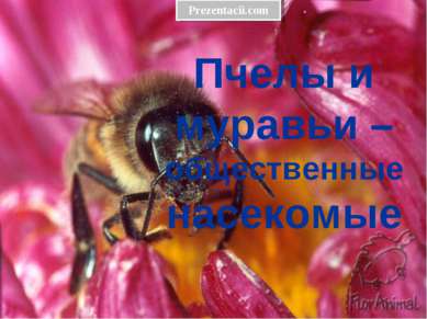 Пчелы и муравьи – общественные насекомые 