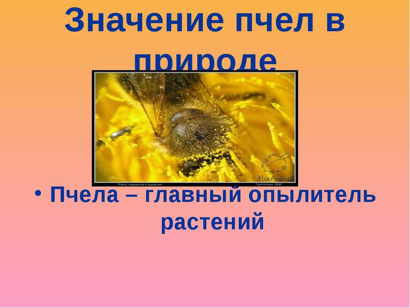 Значение пчел в природе Пчела – главный опылитель растений