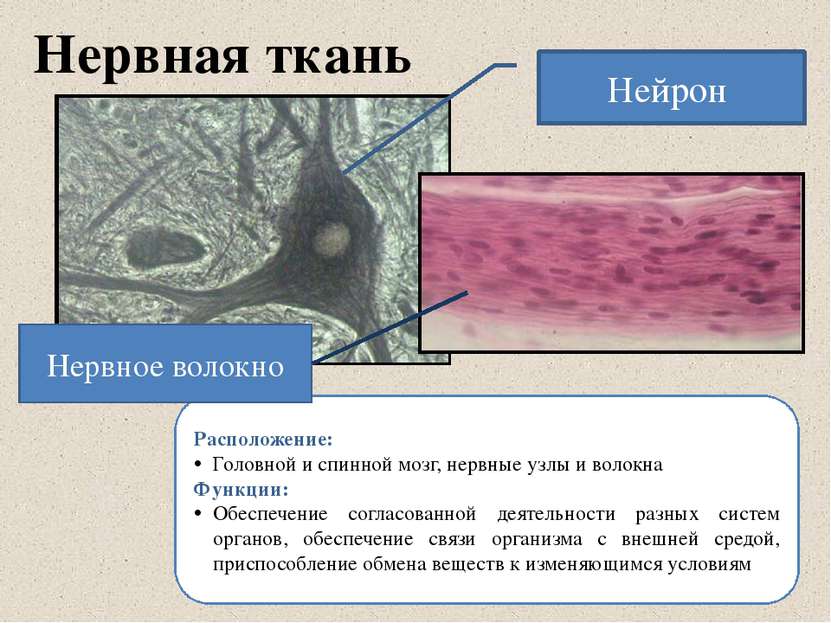 Нервная ткань Расположение: Головной и спинной мозг, нервные узлы и волокна Ф...