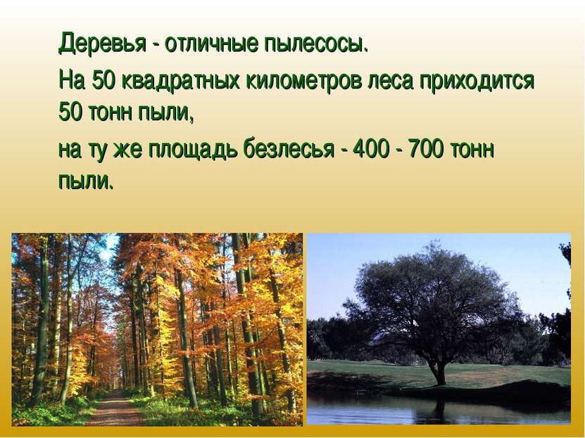 Деревья - отличные пылесосы. На 50 квадратных километров леса приходится 50 т...