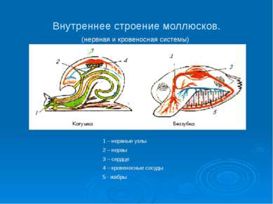 Внутреннее строение моллюсков. (нервная и кровеносная системы) 1 – нервные уз...