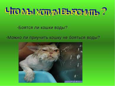 -Боятся ли кошки воды? -Можно ли приучить кошку не бояться воды?