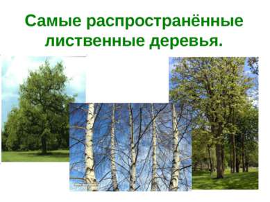 Самые распространённые лиственные деревья.