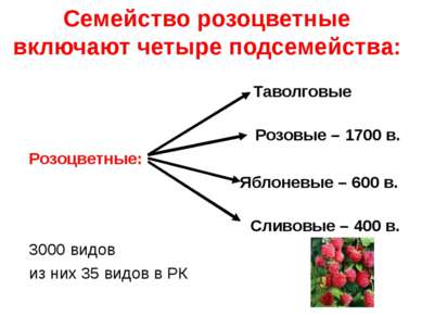 Семейство розоцветные включают четыре подсемейства: Таволговые Розовые – 1700...