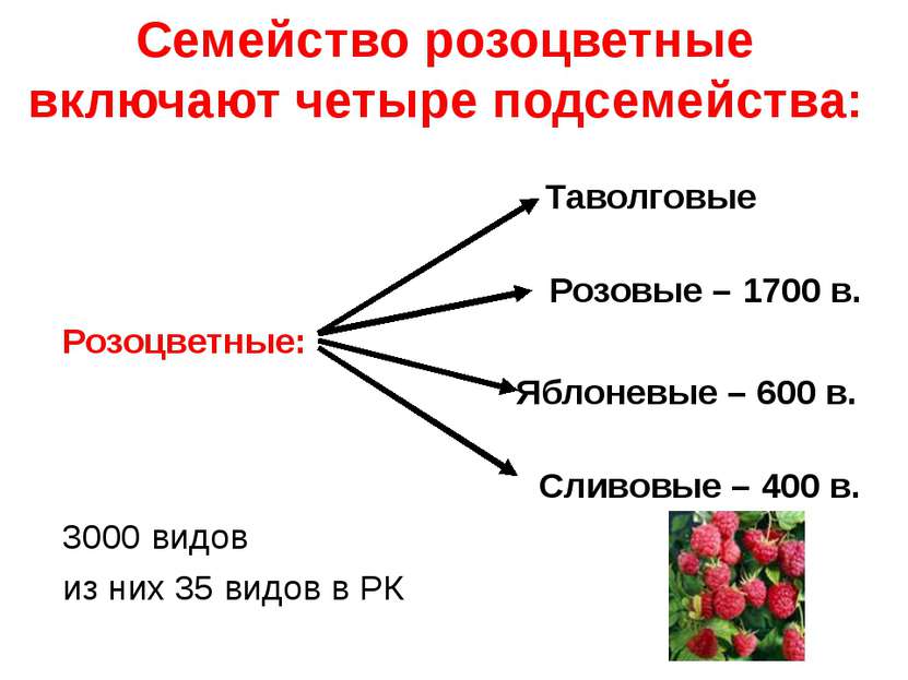 Семейство розоцветные включают четыре подсемейства: Таволговые Розовые – 1700...
