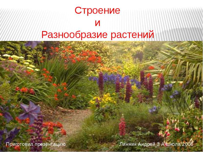 Строение и Разнообразие растений Приготовил презентацию Линник Андрей 3 А шко...