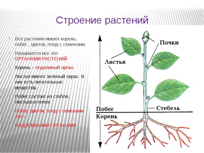 Строение растений Все растения имеют корень, побег , цветок, плод с семенами ...