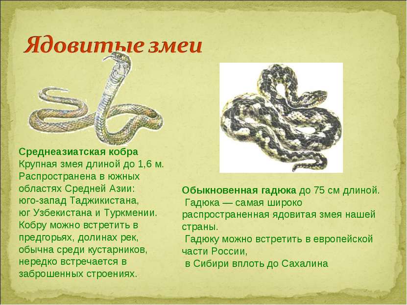 Среднеазиатская кобра Крупная змея длиной до 1,6 м. Распространена в южных об...