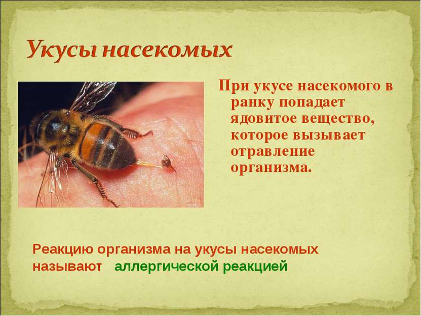 При укусе насекомого в ранку попадает ядовитое вещество, которое вызывает отр...