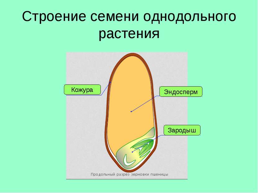 Строение семени однодольного растения Кожура Эндосперм Зародыш