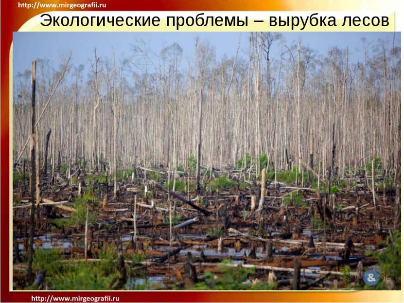 Экологические проблемы – вырубка лесов