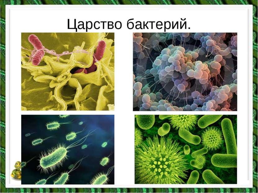 Царство бактерий.