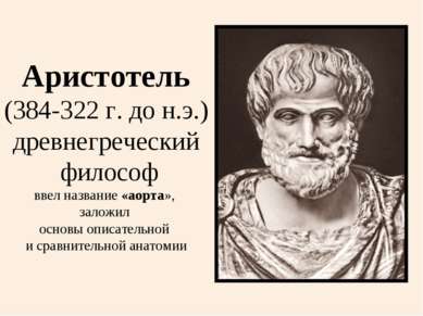 Аристотель (384-322 г. до н.э.) древнегреческий философ ввел название «аорта»...