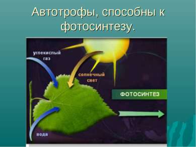 Автотрофы, способны к фотосинтезу.