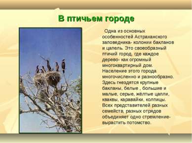 В птичьем городе Одна из основных особенностей Астраханского заповедника- кол...