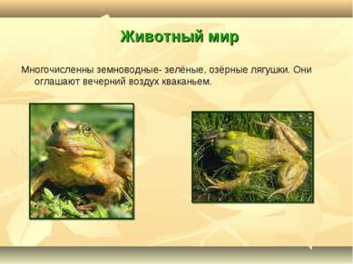 Животный мир Многочисленны земноводные- зелёные, озёрные лягушки. Они оглашаю...