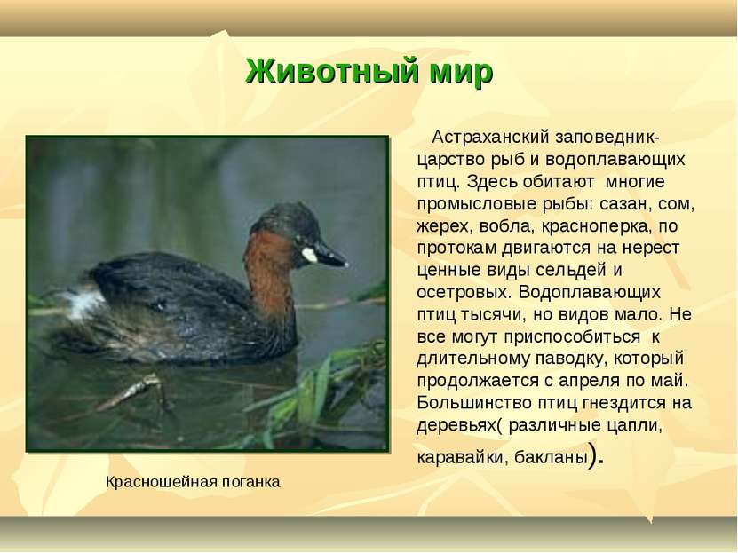 Животный мир Астраханский заповедник- царство рыб и водоплавающих птиц. Здесь...