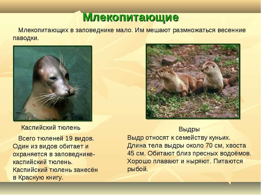 Млекопитающие Каспийский тюлень Выдры Всего тюленей 19 видов. Один из видов о...