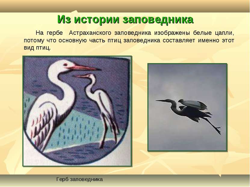 Из истории заповедника На гербе Астраханского заповедника изображены белые ца...