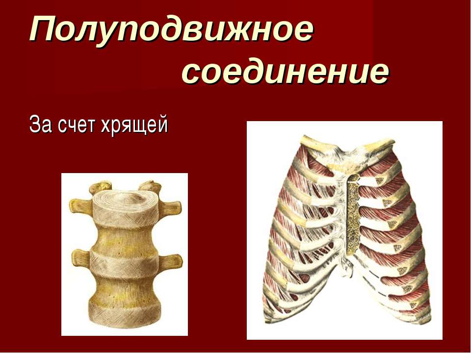 Примеры полуподвижных соединений. Полуподвижное соединение костей. Полуподвижное соединение. Полуподвижное соединение хрящей. Типы соединения костей полуподвижные.