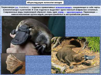 Первозвери (лат. Prototheria) — подкласс примитивных млекопитающих, соединяющ...