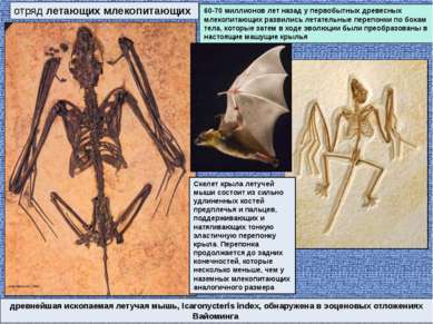 отряд летающих млекопитающих древнейшая ископаемая летучая мышь, Icaronycteri...
