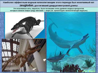 Наиболее эффектным водным млекопитающим этого периода был ископаемый кит zeug...