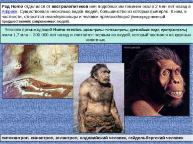 Род Homo отделился от австралопитеков или подобных им гоминин около 2 млн лет...