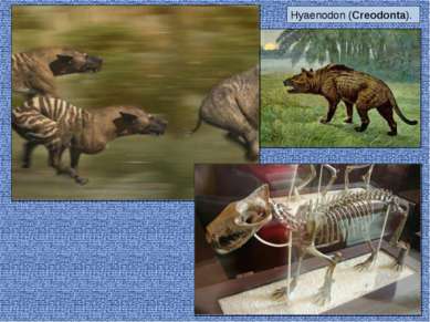 Hyaenodon (Creodonta).
