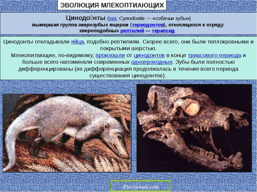 Цинодо нты (лат. Cynodontia — «собачьи зубы») вымершая группа зверозубых ящер...