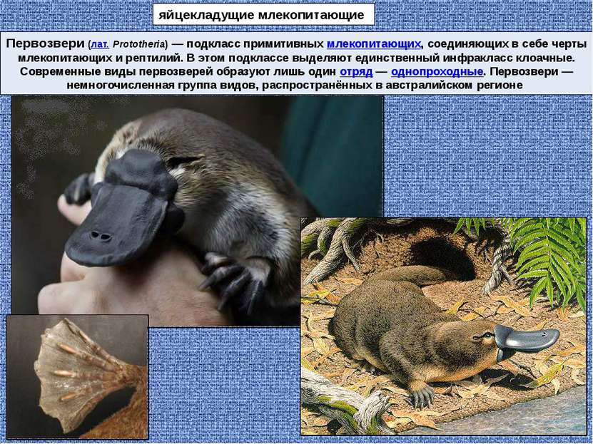Первозвери (лат. Prototheria) — подкласс примитивных млекопитающих, соединяющ...
