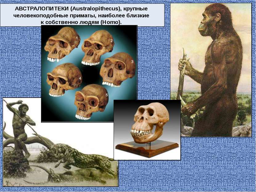 АВСТРАЛОПИТЕКИ (Australopithecus), крупные человекоподобные приматы, наиболее...