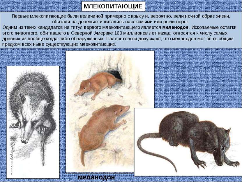 МЛЕКОПИТАЮЩИЕ Первые млекопитающие были величиной примерно с крысу и, вероятн...